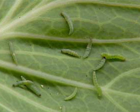 抗性青蟲終結(jié)者！菜青蟲、小菜蛾等抗性害蟲，蟲卵兼殺，殺蟲快準(zhǔn)狠