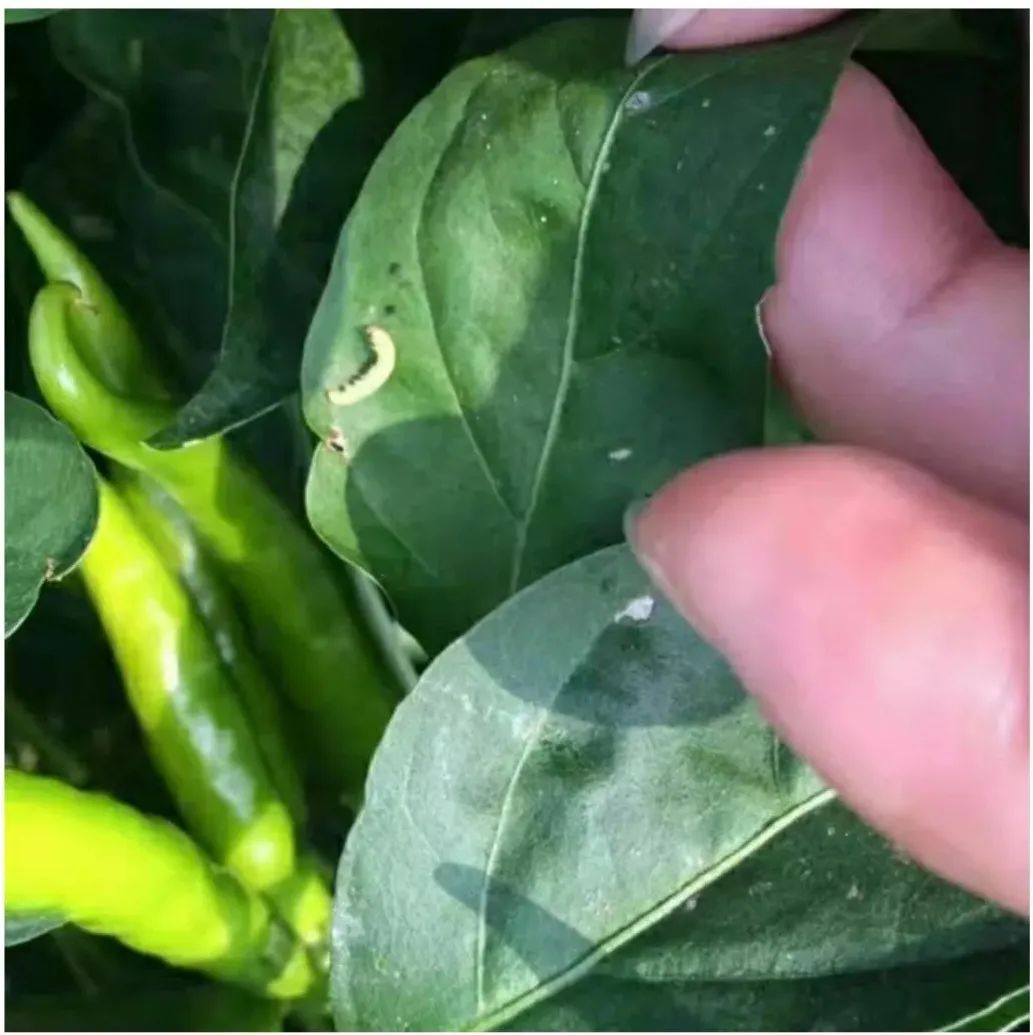 作物蟲害高發(fā)季，青龍鉆殺蟲，威力無窮！