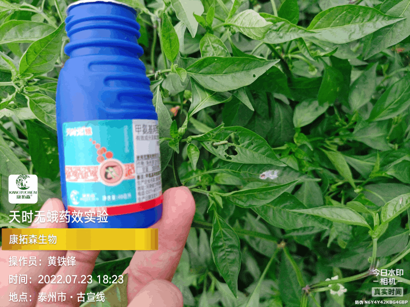 辣椒成為青蟲的“自助餐”，還好有你，天時無蛾！